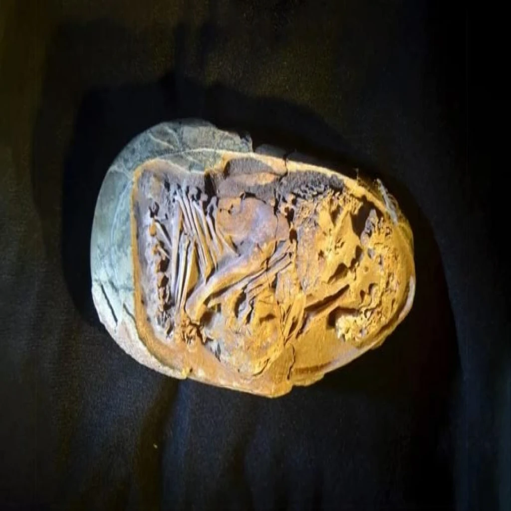 Descubrimiento histórico: huevo de dinosaurio pasó 10 años en un almacén